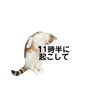 我が家の猫スタンプ第二弾（個別スタンプ：4）