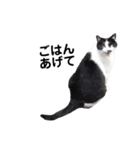 我が家の猫スタンプ第二弾（個別スタンプ：5）
