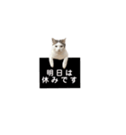 我が家の猫スタンプ第二弾（個別スタンプ：6）