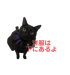 我が家の猫スタンプ第二弾（個別スタンプ：9）