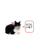 我が家の猫スタンプ第二弾（個別スタンプ：10）