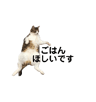 我が家の猫スタンプ第二弾（個別スタンプ：11）