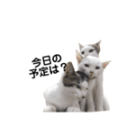 我が家の猫スタンプ第二弾（個別スタンプ：13）