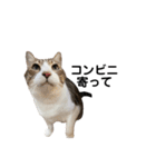 我が家の猫スタンプ第二弾（個別スタンプ：14）