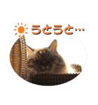 ふくにゃんの日常スタンプ（個別スタンプ：4）