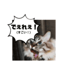 ふくにゃんの日常スタンプ（個別スタンプ：8）