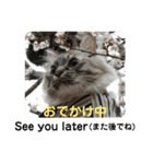ふくにゃんの日常スタンプ（個別スタンプ：10）