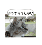 ふくにゃんの日常スタンプ（個別スタンプ：12）