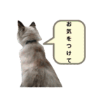 ふくにゃんの日常スタンプ（個別スタンプ：13）