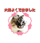 ふくにゃんの日常スタンプ（個別スタンプ：19）