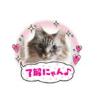 ふくにゃんの日常スタンプ（個別スタンプ：25）