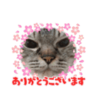 ふくにゃんの日常スタンプ（個別スタンプ：26）