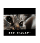 ふくにゃんの日常スタンプ（個別スタンプ：29）