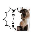 ふくにゃんの日常スタンプ（個別スタンプ：30）