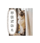 ふくにゃんの日常スタンプ（個別スタンプ：35）