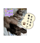 ふくにゃんの日常スタンプ（個別スタンプ：37）