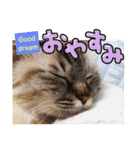ふくにゃんの日常スタンプ（個別スタンプ：38）