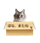 ふくにゃんの日常スタンプ（個別スタンプ：40）