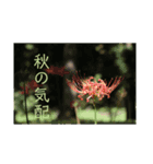 ご挨拶☆（個別スタンプ：1）