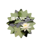 ご挨拶☆（個別スタンプ：2）