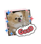 チワワ兄弟の記録（個別スタンプ：3）