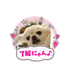 チワワ兄弟の記録（個別スタンプ：4）