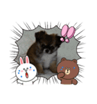 チワワ兄弟の記録（個別スタンプ：5）