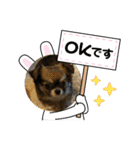 チワワ兄弟の記録（個別スタンプ：11）