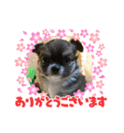 チワワ兄弟の記録（個別スタンプ：12）