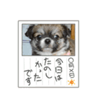 チワワ兄弟の記録（個別スタンプ：15）