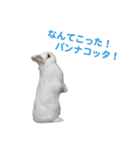 レオとゆずのスタンプ(第1弾)（個別スタンプ：9）