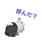 レオとゆずのスタンプ(第1弾)（個別スタンプ：12）