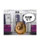 半蔵門線を利用される貴方に、ウロコインコ（個別スタンプ：2）