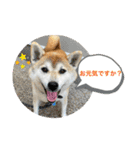 秋田犬ビスコのスタンプ3 feat.コテツ（個別スタンプ：1）