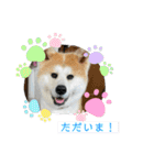 秋田犬ビスコのスタンプ3 feat.コテツ（個別スタンプ：17）