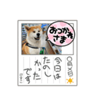 秋田犬ビスコのスタンプ3 feat.コテツ（個別スタンプ：18）