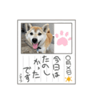 秋田犬ビスコのスタンプ3 feat.コテツ（個別スタンプ：19）