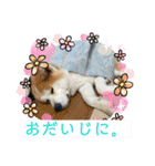 秋田犬ビスコのスタンプ3 feat.コテツ（個別スタンプ：24）