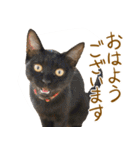 くつろぎ猫カフェnorara "基本のあいさつ”（個別スタンプ：1）