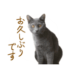 くつろぎ猫カフェnorara "基本のあいさつ”（個別スタンプ：4）