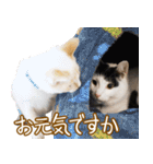 くつろぎ猫カフェnorara "基本のあいさつ”（個別スタンプ：5）