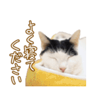 くつろぎ猫カフェnorara "基本のあいさつ”（個別スタンプ：8）