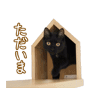 くつろぎ猫カフェnorara "基本のあいさつ”（個別スタンプ：17）