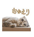 くつろぎ猫カフェnorara "基本のあいさつ”（個別スタンプ：18）