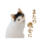 くつろぎ猫カフェnorara "基本のあいさつ”（個別スタンプ：19）