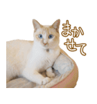 くつろぎ猫カフェnorara "基本のあいさつ”（個別スタンプ：21）