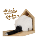 くつろぎ猫カフェnorara "基本のあいさつ”（個別スタンプ：23）