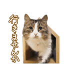 くつろぎ猫カフェnorara "基本のあいさつ”（個別スタンプ：25）