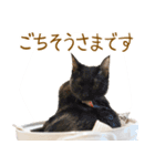 くつろぎ猫カフェnorara "基本のあいさつ”（個別スタンプ：31）