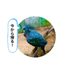 my zoo 5（個別スタンプ：19）